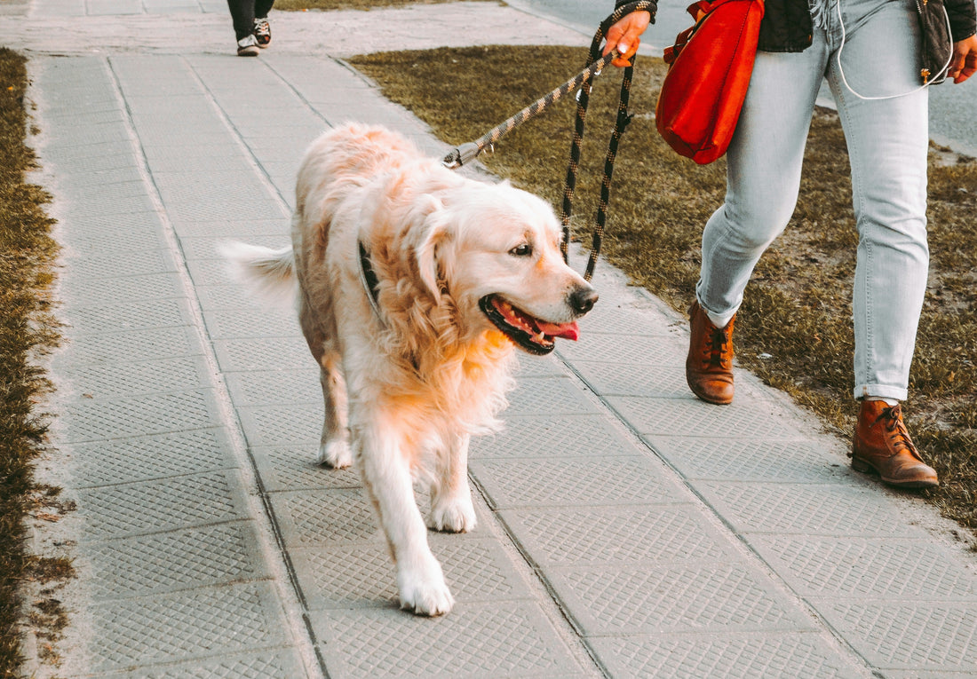 🐾 How to Make City Walks Stress-Free for You and Your Pup
